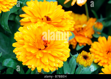 Calendula officinalis 'Fiesta Gitana' Pot marigold light orange yellow flower bloom blossom annual Stock Photo