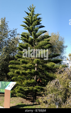 Araucaria Excelsa Norfolk Pine whole tree Stock Photo