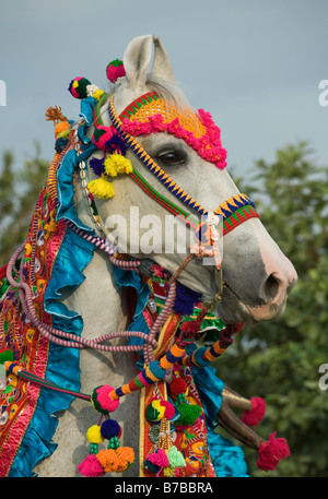 Horse India curved ears exotic Asia Asian Indian Stock Photo