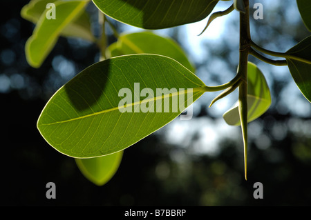 Ficus rubiginosa var glavescens detail of leaves Stock Photo