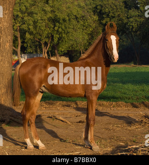 Horse India curved ears exotic Asia Asian Indian Stock Photo