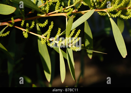 Acacia Longifolia Detail Stock Photo