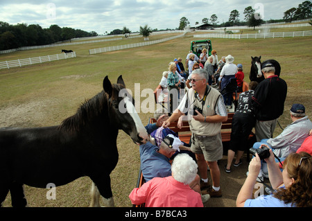 New England Shire Horse Centre Ocala Florida USA visitors on tractor tour of the farm Stock Photo