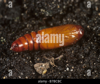 American bollworm Helicoverpa armigera pupa on soil Stock Photo