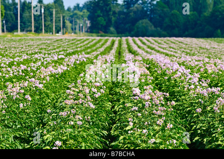 Rows of red potatoes in blossom at mid season growth in northwest Washington Stock Photo