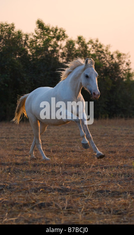 Horse India curved ears exotic Asia Asian Indian Stock Photo