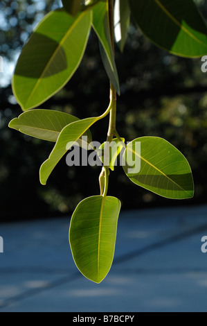 Ficus rubiginosa var glavescens detail of leaves Stock Photo
