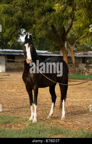 Horse India curved ears exotic Asia Asian Indian Stock Photo