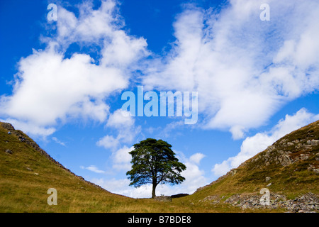 Sycamore Gap along Hadrian's Wall in northern England. Stock Photo