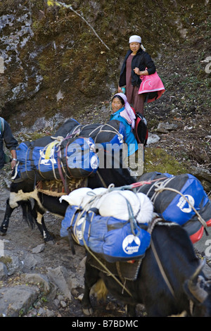 Nepali porters carrying goods with zopkio yaks near Jorsale in Sagarmatha National Park Khumbu region Nepal Stock Photo