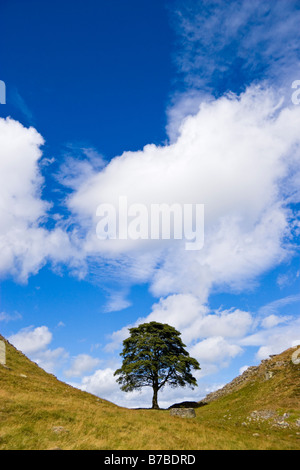 Sycamore Gap along Hadrian's Wall in northern England. Stock Photo