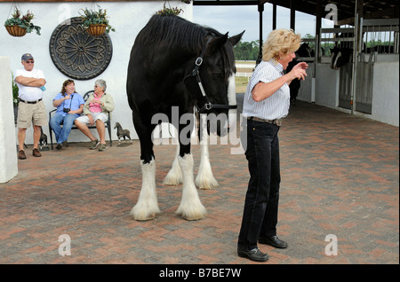 Candy Moulton holding one of her shire horses at the New England Shire Horse centre in Ocala Florida USA a popular attraction Stock Photo