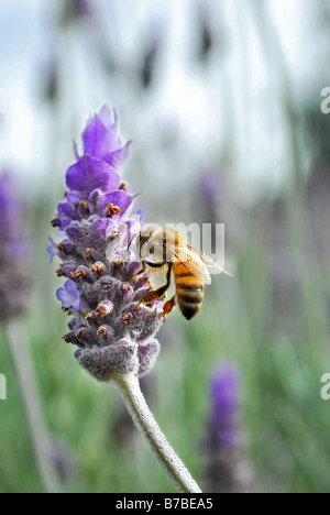 Bee pollinating a lavender plant Stock Photo