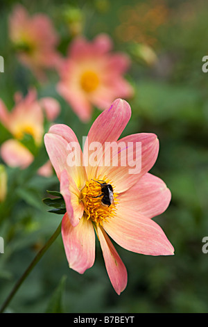 Bee collecting nectar from Dahlia pinnata flower Belgium Stock Photo