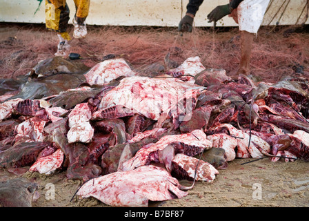 Butchered and bloody carcasses of dead Bat Rays thrown in pile on beach of Sea of Cortez, San Felipe, Baja California, Mexico Stock Photo