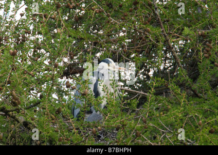 Grey heron Ardea cinerea on nest with young in a larch Larix decidua tree South Ayrshire April Stock Photo