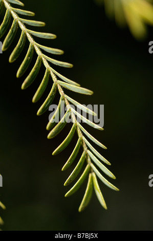 Acacia Karroo Detail of leaves Stock Photo