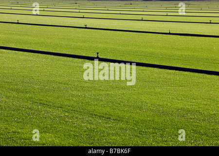 Rich green grass grows on a sod farm in southern California, USA Stock Photo