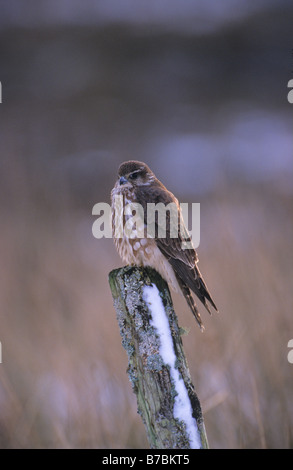 Kestrel Falco tinnunculus on fencepost Caithness Scotland December Stock Photo