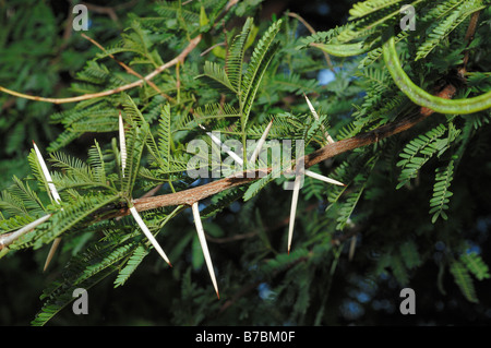 Acacia Karroo Detail of leaves and fruits Stock Photo