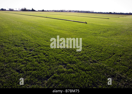 Rich green grass grows on a sod farm in southern California, USA Stock Photo