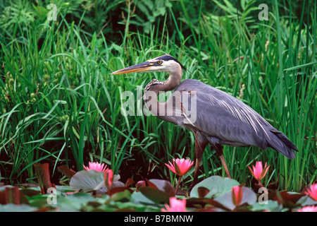 Great Blue Heron in Pink Water Lilies Stock Photo