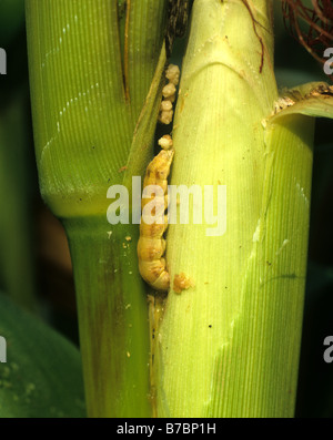 Corn earworm,  bollworm or fruitworm Helicoverpa armigera feeding on a maize or corn cob Thailand Stock Photo