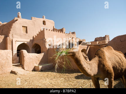 camel in front of guesthouse in oasis in iran Stock Photo