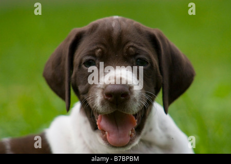 cute little puppy smiling bird dog Stock Photo