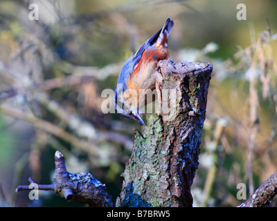 Small adult nuthatch bird woodpecker like head down on branch.  Woodpecker type. Sitta europaea Stock Photo