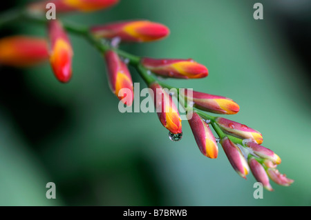 Crocosmia lucifer montbretia flower buds unopened red on green perennial clump forming abstract inflorescence raceme Stock Photo