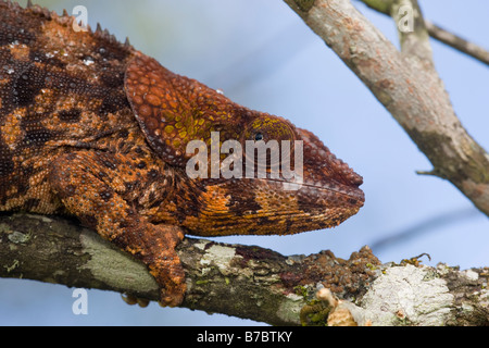 Elephant eared Chameleon Madagascar. Wild - releases not required. Stock Photo