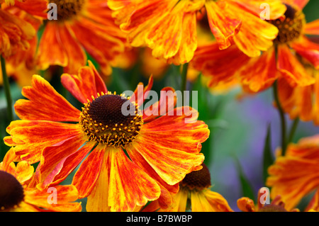 HELENIUM WALDTRAUT Helen's flower Sneezeweed closeup close up macro portrait detail yellow orange flower bloom perennial Stock Photo