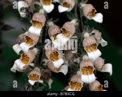 Digitalis lanata Cafe Creme chocolate foxglove biennial short-lived perennial flower raceme Stock Photo