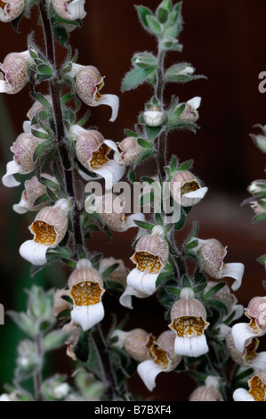 Digitalis lanata Cafe Creme chocolate foxglove biennial short-lived perennial flower raceme Stock Photo