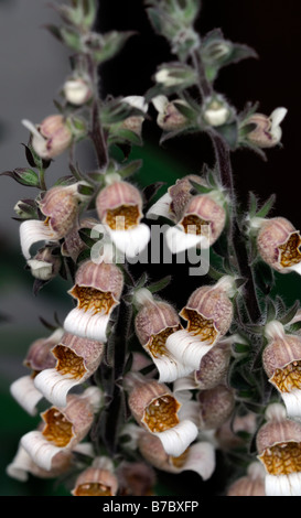 Digitalis lanata Cafe Creme chocolate foxglove biennial short-lived perennial flower raceme Stock Photo