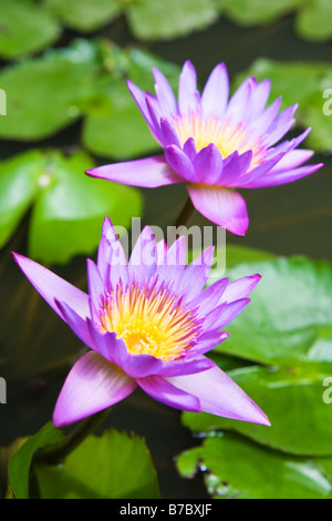 Purple lotus flower (a type of water lily Stock Photo - Alamy