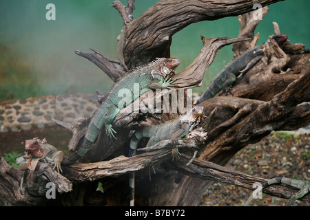 What appears to be a family of four Iguanas resting on a mangled downed tree Stock Photo