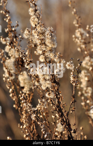 European goldenrod (Solidago virgaurea) Stock Photo