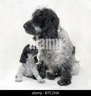 Mother and Puppy Cocker Spaniel Blue Roan Stock Photo