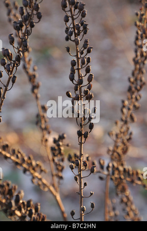 Black cohosh (Cimicifuga racemosa syn. Actaea racemosa) Stock Photo
