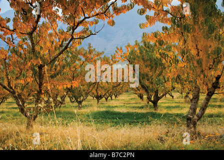 Peach Orchard in autumn at John Day River Valley near Kimberly Oregon USA Stock Photo