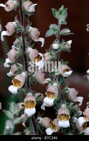 Digitalis lanata Cafe Creme chocolate foxglove biennial short-lived perennial flower raceme Stock Photo