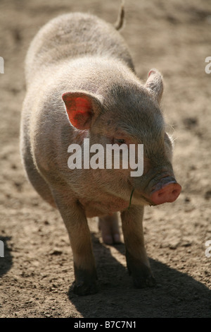 Mini Pig Stock Photo