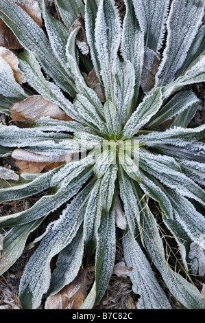 Yellow foxglove (Digitalis lutea) with hoar frost Stock Photo