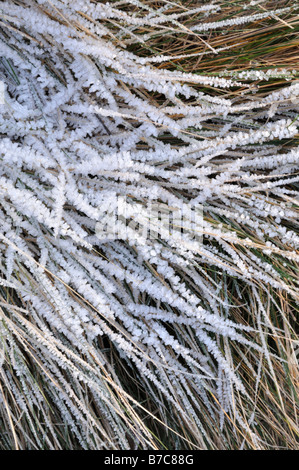 Creeping fescue (Festuca rubra) with hoar frost Stock Photo