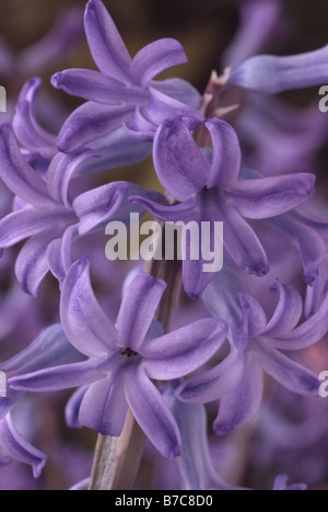 Hyacinthus orientalis 'Blue Festival' (Hyacinth) Multi-flora hyacinth. Stock Photo
