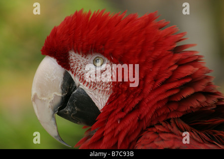green-winged macaw Stock Photo