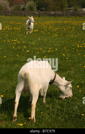 White german precious goat Stock Photo