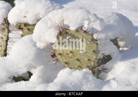 Plains prickly pear (Opuntia polyacantha) Stock Photo